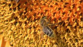 - Abeilles : le tournesol et ses invitées....wmv