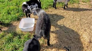 Nigerian dwarf goats. Urban farming.