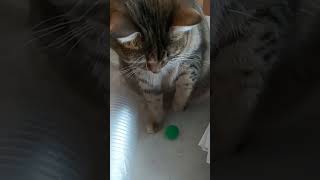 Разминка перед фитнесом #shorts #cat #reels #cats #кошки