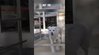 Loyal Dog Waits 5 Days for Her Owner Outside Hospital 🐕❤️ #LoyalDog #HeartwarmingReunion #DogLoyalty