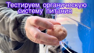 Учимся выращивать экологически чистый картофель. Посадка картофеля 22.04.2021