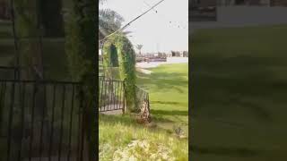 farm at Riyadh #shorts #shortvideo