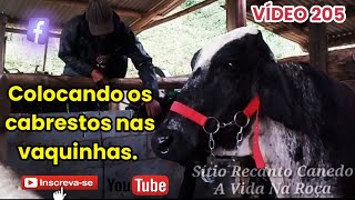 Colocando os cabrestos nas "vaquinhas". - Vídeo 205