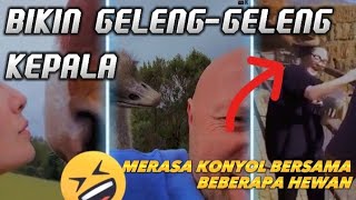 18 Tingkah kocak Hewan disekitar kita