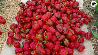 शिमला मिर्च की खेती। coloured capsicum farming highlights 🫑🫑🫑🫑🫑