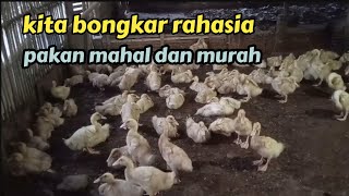 pakan murah dan mahal || kita buka rahasianya!!!