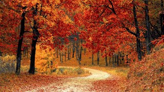 Autumnal Sounds: Gentle Music to Heal Your Heart & Calm Your Mind 🍂