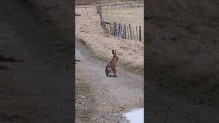 Hare On The Run #scotland #wildlife  #cairngorms  #hare