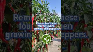 Remember these four tips when growing chili peppers #shortvideo #youtubeshorts #plants #farming