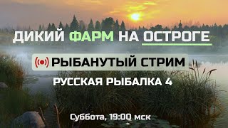 Фармлю серебро на Старом Остроге ● Стрим ● Русская Рыбалка 4