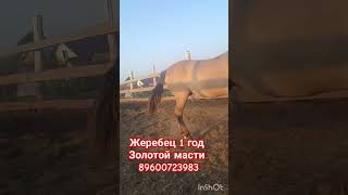 жеребец один год , золотой масти, похож ,на ахалтекинца!! находится в Татарстане, 89600723983