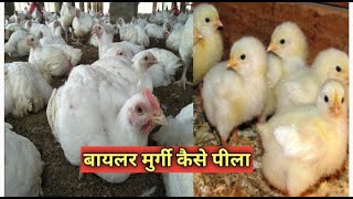 ब्रायलर मुर्गी कैसे पाले// broiler murgi kaise pale #poultry