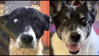 Old Unwanted Dog Gets His Forever Home! ❤️‍🩹