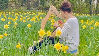 Amazing Grace  ❤︎ Harfe im Osterglocken-Meer ❤︎ Sonja Lenzer Musik