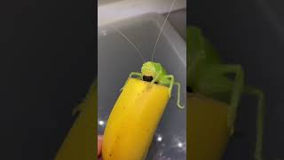 Bro is a Loud Eater #tiktok #shorts #animal #insect