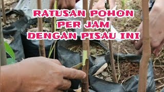 GRAFTING TOOLS | Review Pisau Okulasi dan Sambung Pucuk Tanaman