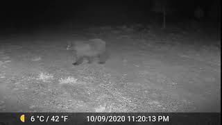 Park County near Hartsel Bear sighting on GardePro game cam