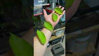 Leaves To Mantis Transformation #insect  #animal #respect #tiktok #transformation