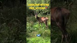 Face to face with DEER in Cairngorm National Park, Scotland 📍🏴󠁧󠁢󠁳󠁣󠁴󠁿