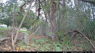 Squirrel 09/27/2024