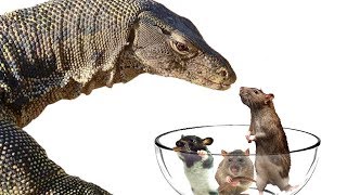 Lizard Prefers Vegetables over a Delicious Bowl of Rats?