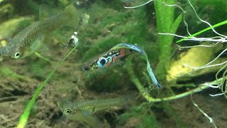 Lower Swordtail #guppies