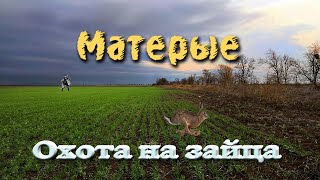 Охота на зайца 2021. Матерые, огромные, крепкие