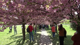 Aleja Wiśniowa w Krakowie (4K) - Sakura in Cracow, Poland