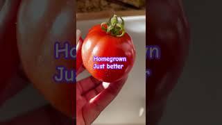 Homegrown Tomatoes Taste Better