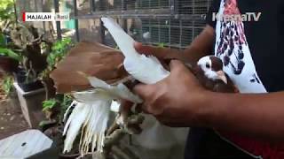 MENGENAL ANEKA MERPATI HIAS DI PAWIRO BIRD FARM JOGJA