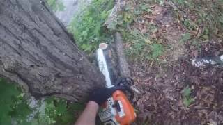 Stihl MS311 video: Cutting a Butternut tree video