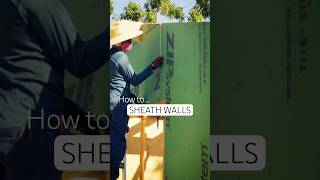 Sheathing Walls on Shed #shorts #diy #homebuilding #shedbuild #woodworking #construction #building