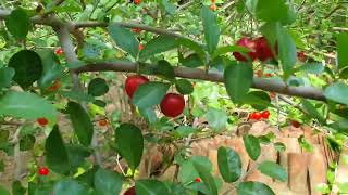 Acerola Fruit Brazil