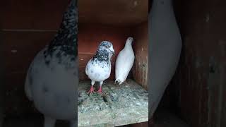 Andra breed pigeon