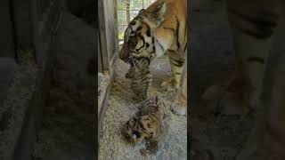 Siberian Tiger with their Cubs. साइबेरियन टाईगर अपने नवजात शावको के साथ। Tiger Apne bachho ke sath