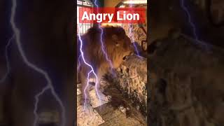 Angry Zoo Lion #angrylion #lion #youtubefeeds #feedshorts #ashortaday #lionattitude #youtubefeeds