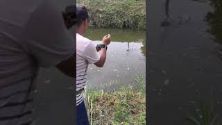 Amazing Rural Fishing Video 🐟 Best Asian Fishing Technique 🐟 #shorts