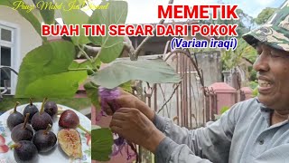 MEMETIK BUAH TIN SEGAR (IRAQI) DARI POKOK