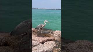 Blue Heron Port Aransas Texas #portaransas #portaransastexas #golfcoastbirds #blueheron #birds