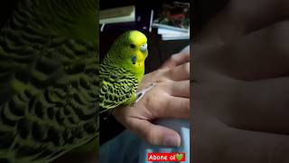 hele bir elimi eline al #youtubeshorts #keşfet #budgies #muhabbetkuşu #trending #shorts #fypシ