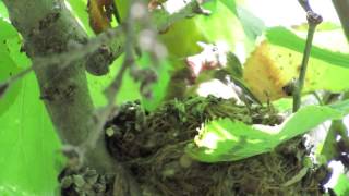 Goldfinch nest