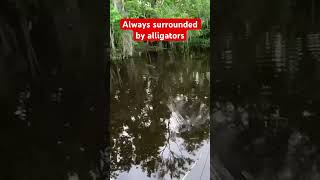 Alligators again #fishing #bassfishing #bass #fish #fishinglife #youtube #foryou #short #shorts #fyp