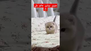 میری پیاری مانو بلی #short video #short video 2024 🌷