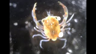 Brachyura spp. (Megalopa & Pelagic stage early juvenile crabs) 메갈로파와 부유성 어린 게-들 촬영 모음(2023)