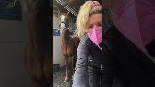 Falling In Love On The Job  Horse Clipping With Melody Hames The Horse Barber #equestrian #horse