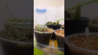 Carnivorous Plant Update (Positive Growth!!)