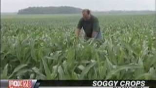 Harsh weather affects corn and wheat fields