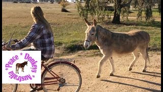 A fun way to exercise with your donkey!