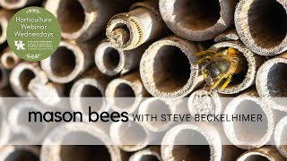 Mason Bees