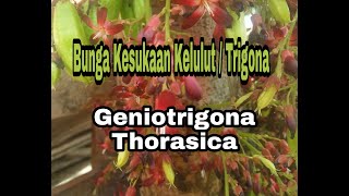 Vegetasi pakan Trigona | Bunga kesukaan kelulut / Trigona | Stingless Bee